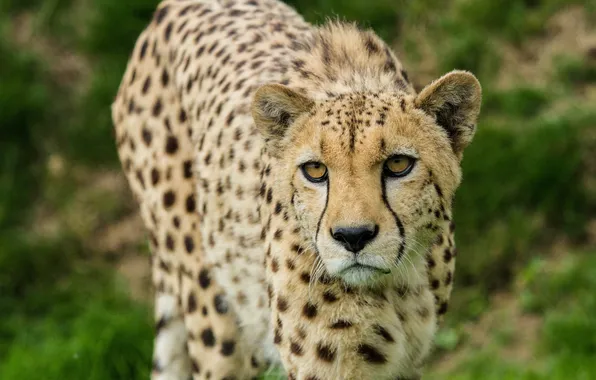 Cat, face, Cheetah