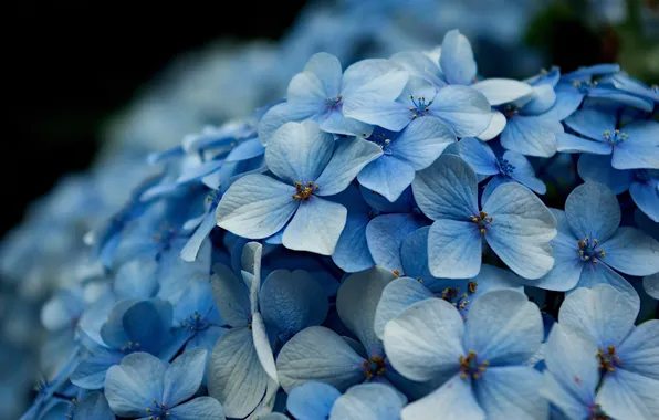 Macro, flowers, bokeh, hydrangea