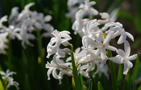 White, macro, hyacinth