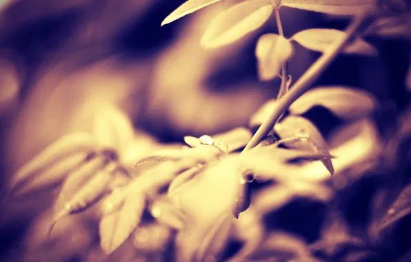 Picture leaves, macro, branches, nature, Sepia, macro