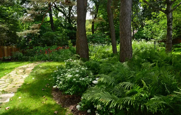 Picture greens, grass, trees, flowers, Park, the fence, track, USA