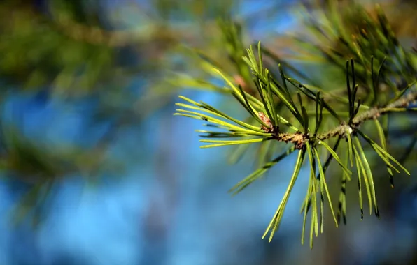Macro, branches, nature