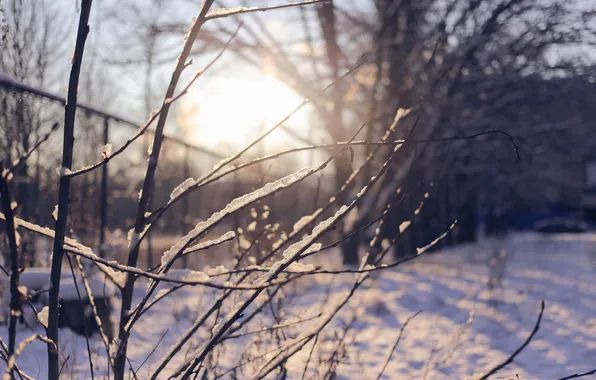 Winter, snow, branches