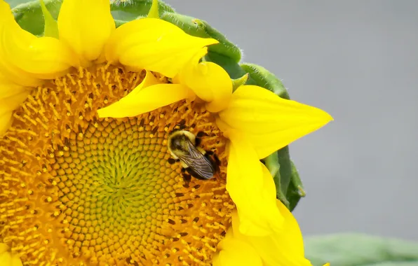 Picture flower, macro, sunflower, bumblebee