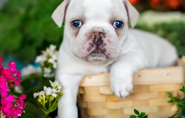 Picture look, flowers, basket, baby, puppy, face, French bulldog