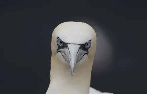 Picture bird, eyes, wildlife, gannet
