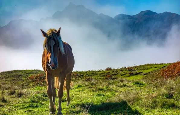 Picture mountains, fog, horse
