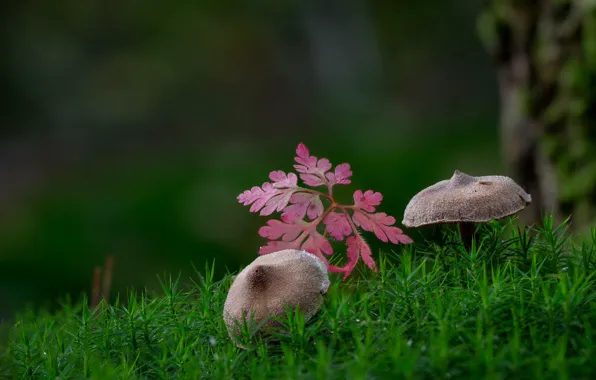 Autumn, macro, mushrooms, moss, leaf