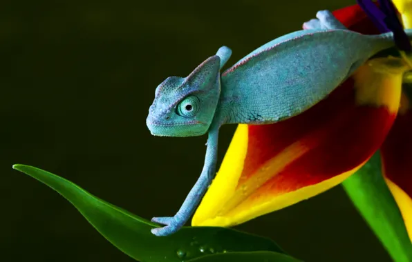 Flower, blue, yellow, red, green, chameleon, crawling