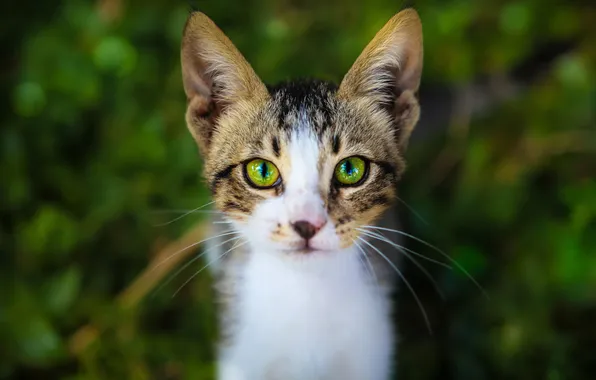 Cat, cat, look, pose, kitty, face