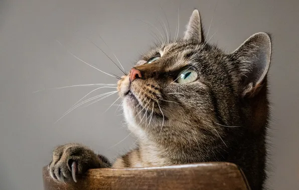 Cat, cat, look, pose, grey, portrait, chair, grey background