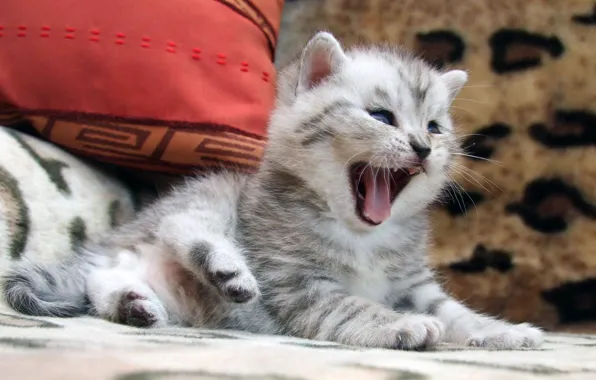 Cat, cat, kitty