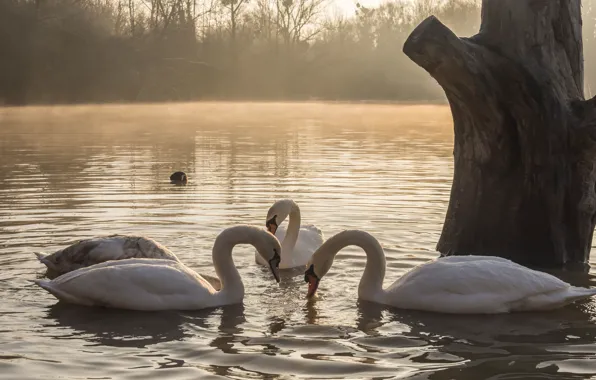 Picture trees, fog, bird, shore, swans, pond, swimming, flock