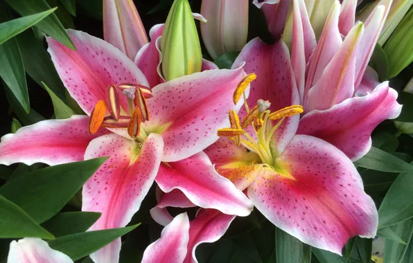 Flowers, Lily, pink and white