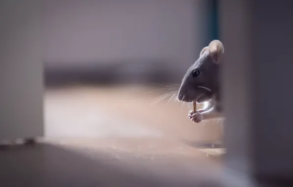 Background, home, mouse