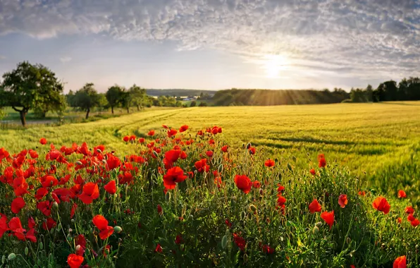 Bayern, Bayern, poppy field, poppy field, Monfelder-Adelschlag, Mohnfelder Adelschlag