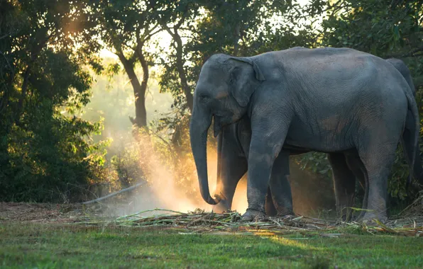 Forest, rays, light, trees, elephant, morning, elephants