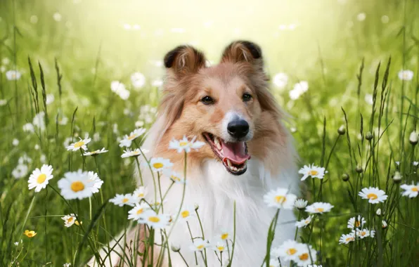 Summer, look, flowers, portrait, chamomile, dog, face, collie