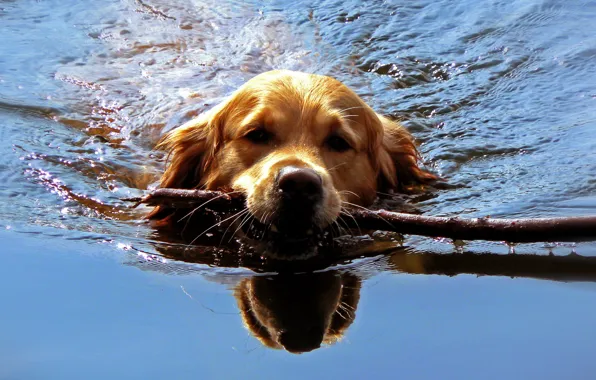 Water, dog, stick