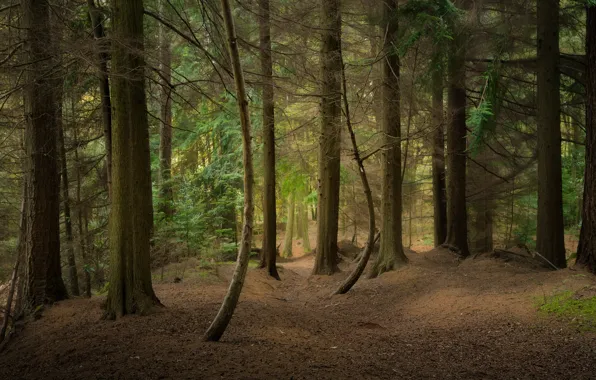 Picture forest, trunk, pine