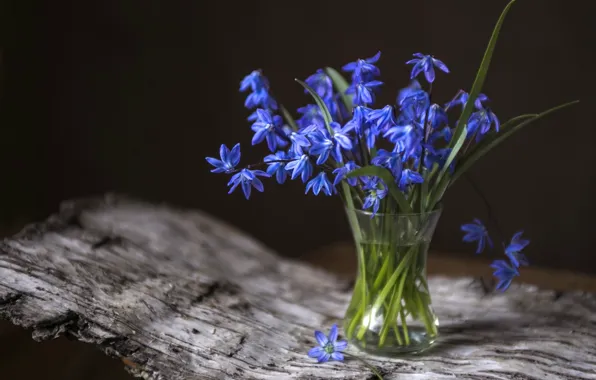 Picture spring, primrose, Scilla