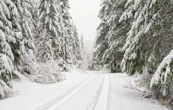 Winter, road, forest, snow, trees, ate, Washington, Washington
