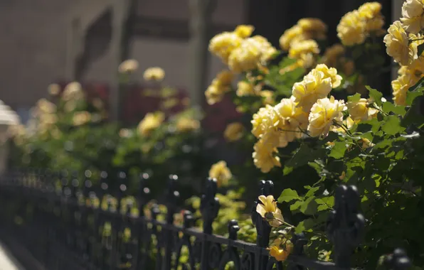 Flowers, yellow, petals