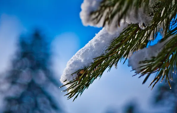 The sky, snow, needles, tree, branch, needles