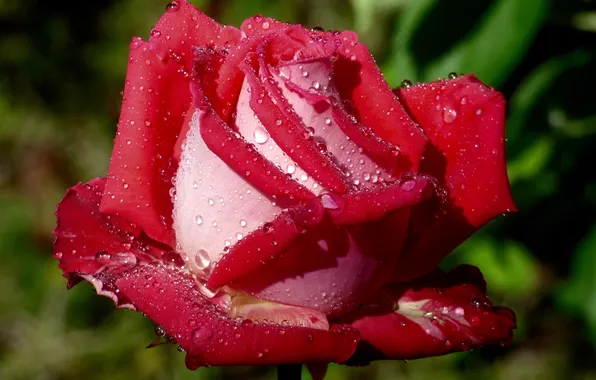 Drops, macro, roses, buds