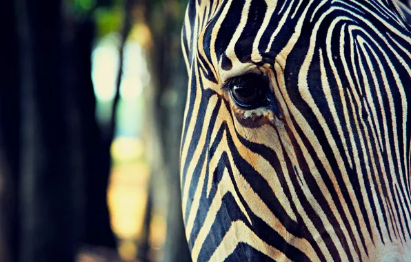 Picture animal, black and white, eye, zebra, structure