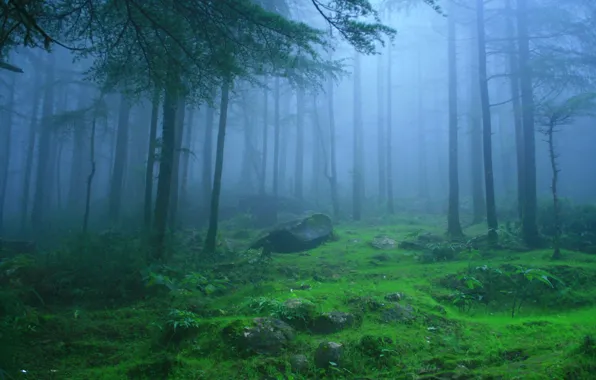 Picture forest, trees, nature, fog, stones, India, Himachal Pradesh