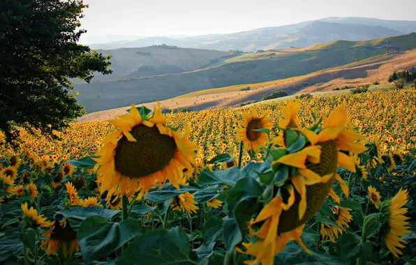 Field, trees, sunflowers, flowers, hills, Italy