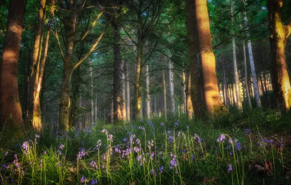 Picture forest, light, flowers, spring