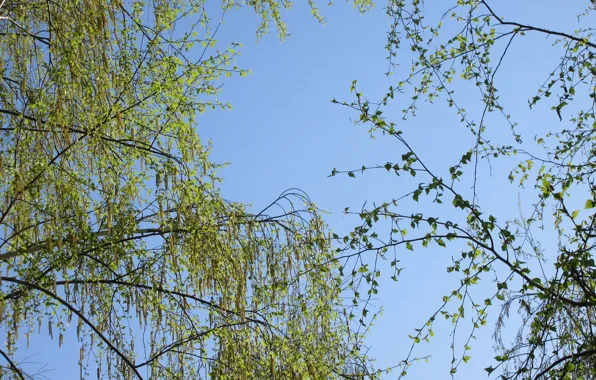 Branches, birch, April, young leaves, spring 2018, meduzanol ©