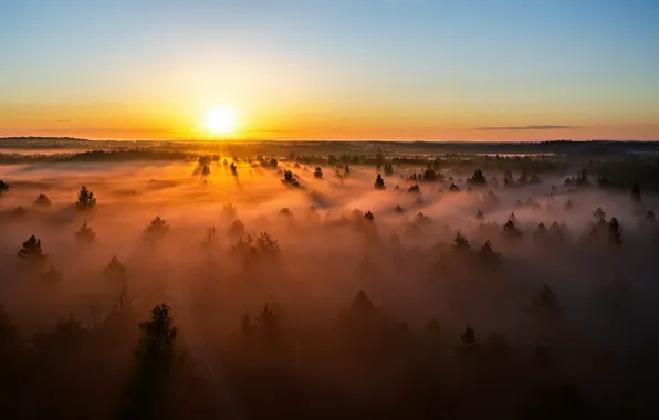 Lithuania, sunset, misty, forest