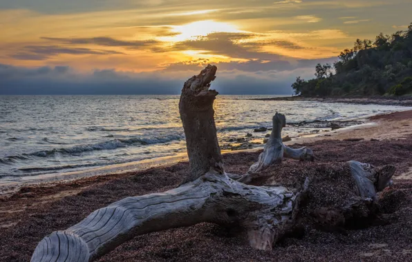 Sea, sunset, coast, snag