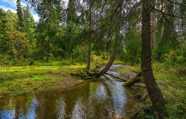 Picture forest, grass, trees, landscape, nature, river, plants, reflections in the water