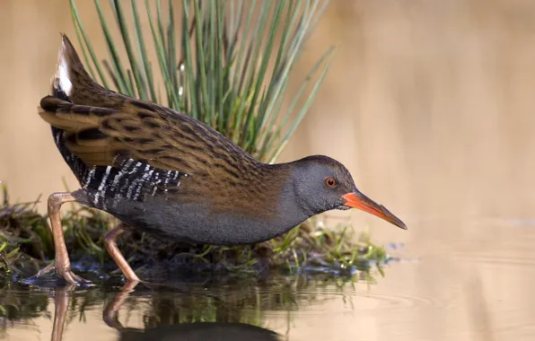 Picture grass, water, lake, pond, reflection, bird