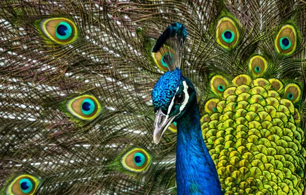 Picture bird, portrait, feathers, tail, peacock