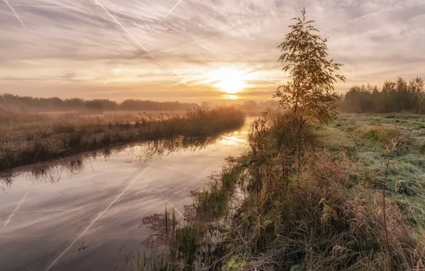 Autumn, nature, fog, river, morning