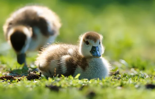 Grass, birds, glade, duck, ducklings, chick, Chicks, duck