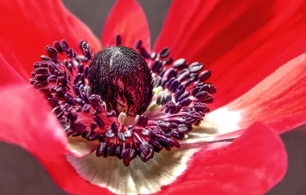 Picture flower, petals, anemone, anemone, windmill