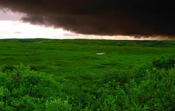 Field, grass, clouds, storm, Green