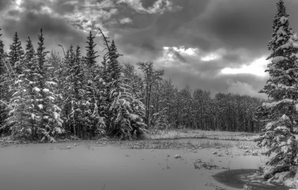 Ice, winter, forest, snow, trees, clouds, river, spruce