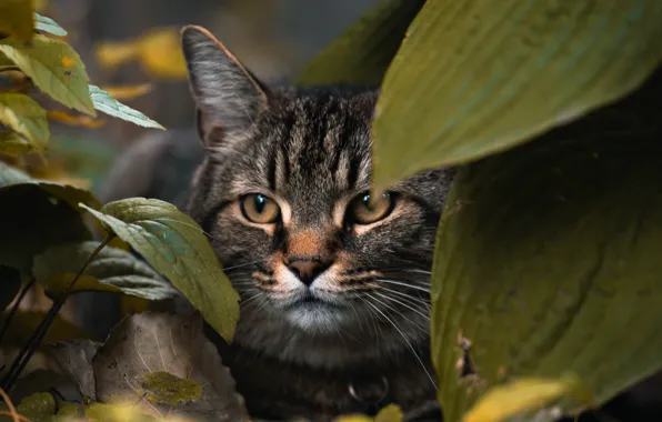 Picture animals, cat, leaves, macro, blur, animal, cats, look