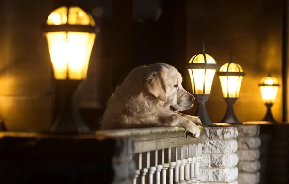 Picture dog, lights, dog, Andrei Ershov