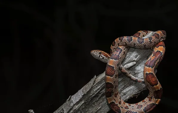Picture background, snake, Pantherophis guttata, Baby Corn Snake