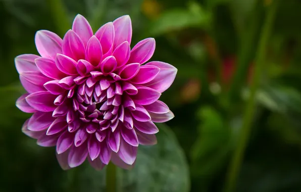 Greens, macro, flowers, pink, dahlias
