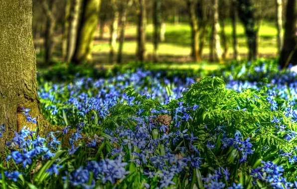 Trees, flowers, nature