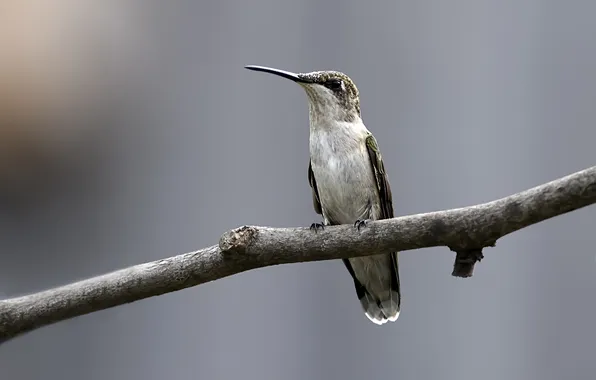 Picture bird, focus, branch, Hummingbird